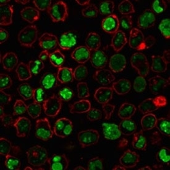 Nucleolin Antibody Cocktail