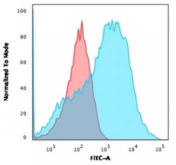 Neurofilament Antibody, phospho (NF-H)