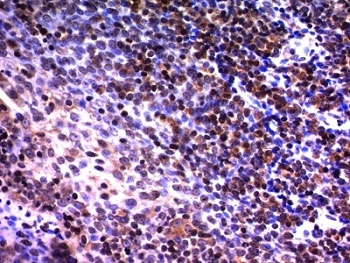 NuMA Antibody