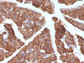 Ornithine Decarboxylase Antibody / ODC1