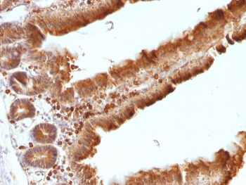 Ornithine Decarboxylase Antibody / ODC1