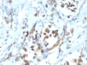 PAX6 Antibody