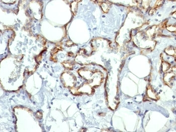 CD31 Antibody / PECAM-1