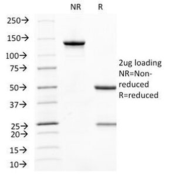 CD31 Antibody / PECAM-1