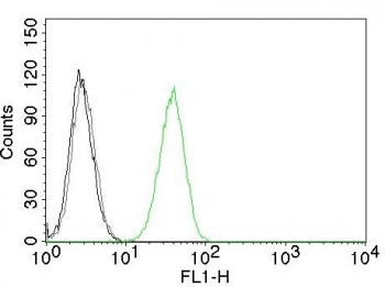 CD31 Antibody / PECAM-1