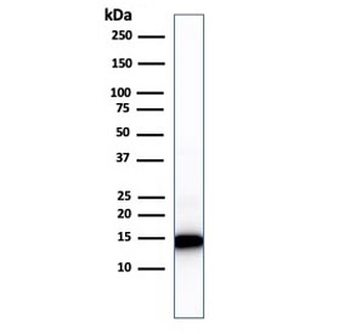 Cytochrome C Antibody