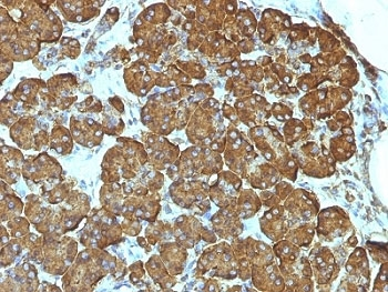 Cytochrome C Antibody