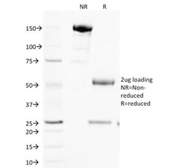 Cytochrome C Antibody