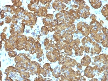 Cytochrome C Antibody