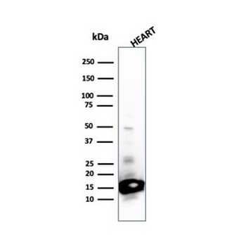 Cytochrome C Antibody