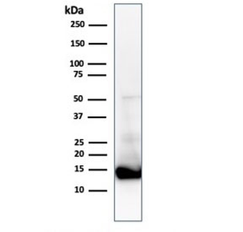Cytochrome C Antibody