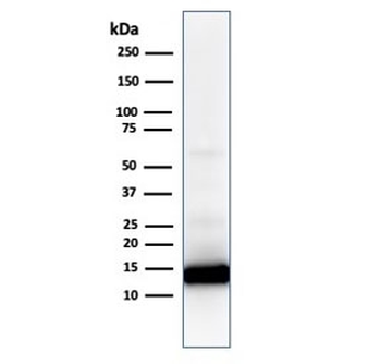 Cytochrome C Antibody