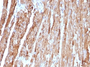 Cytochrome C Antibody