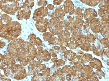 Cytochrome C Antibody