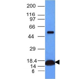 Cytochrome C Antibody