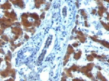RBP1 Antibody / Retinol Binding Protein 1