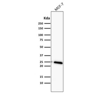 Bcl-2 Antibody