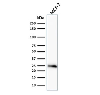 Bcl-2 Antibody