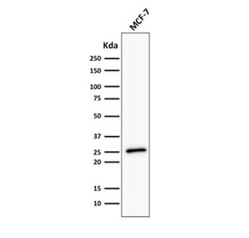 Bcl-2 Antibody Cocktail