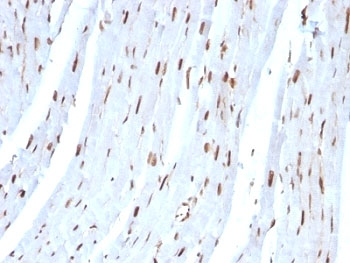 SUMO2 Antibody