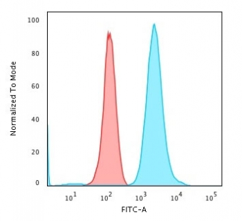 Fascin Antibody