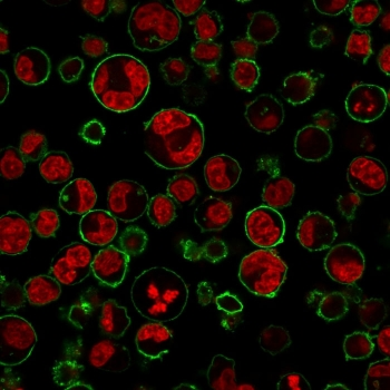 CD43 Antibody