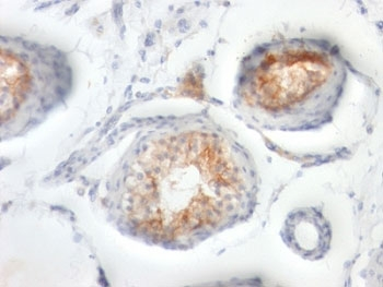 CD147 / Emmprin / Basigin Antibody