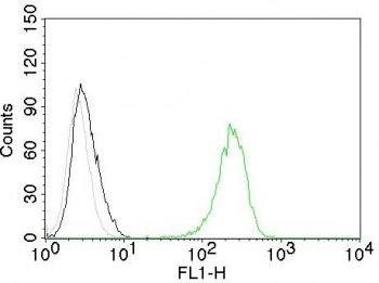 Transferrin Receptor Antibody / TFRC / CD71