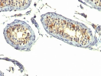 TGF alpha Antibody