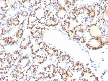 NKX2.1 Antibody / TTF-1