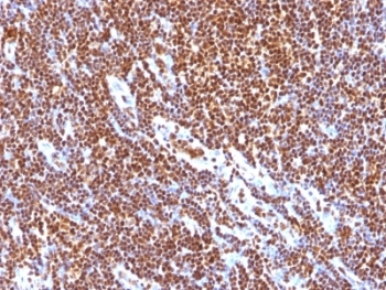 SUMO1 Antibody