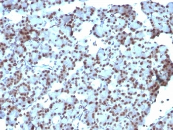 SUMO1 Antibody