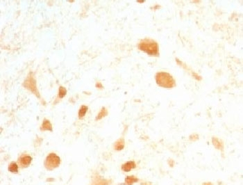 PGP9.5 / UchL1 Antibody