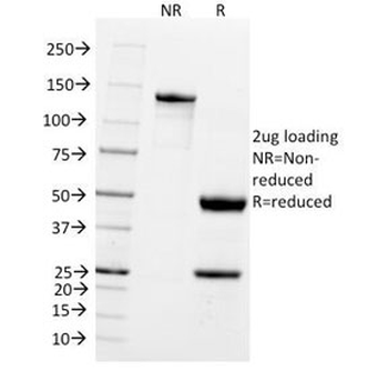 PGP9.5 / UchL1 Antibody