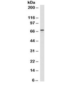 ZAP70 Antibody