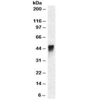 CD2 Antibody