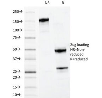Myeloid Marker / MYADM Antibody