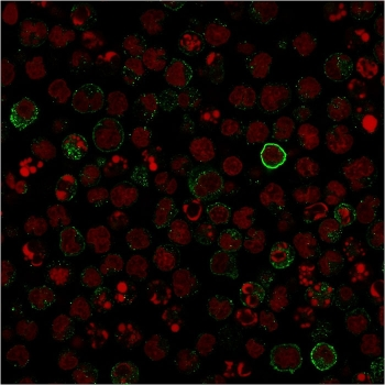 CD86 Antibody