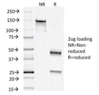 Napsin A Antibody