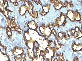 CD34 Antibody Cocktail