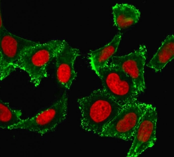 CD44 Antibody / HCAM