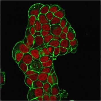 CD47 Antibody / IAP / Integrin Associated Protein