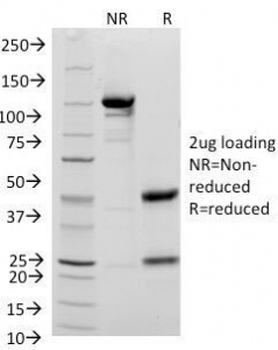 CD48 Antibody