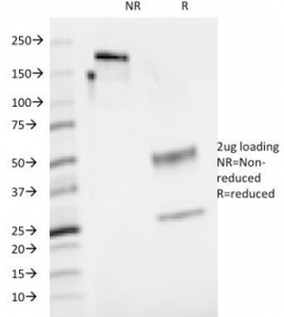 CD48 Antibody