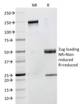 CD53 Antibody