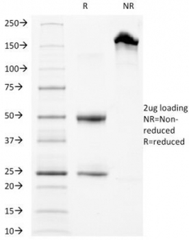 CD63 Antibody / LAMP-3