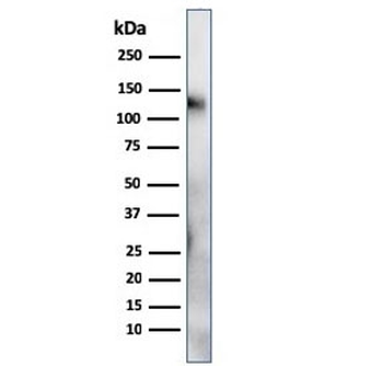 CD68 Antibody