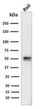 CD79a Antibody