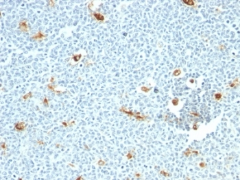 Macrophage Antibody