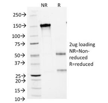 SCLC Marker Antibody